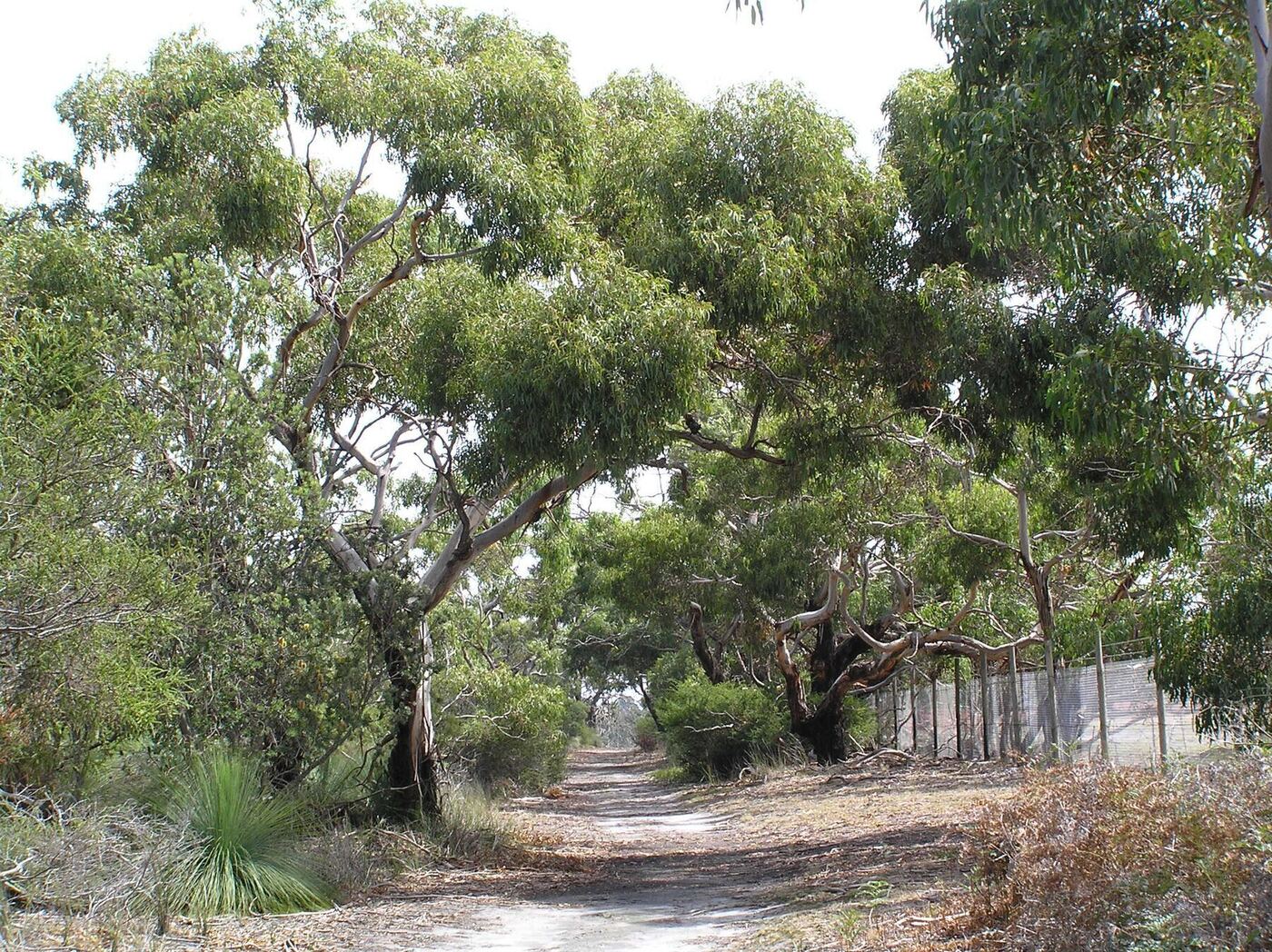 Ocean Grove Nature Reserve walking track